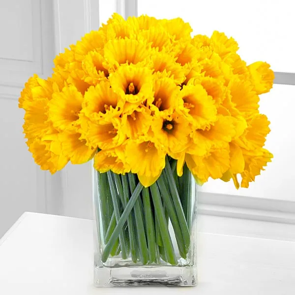 (image for) Dreaming of Spring Daffodil Bouquet - 40 Stems