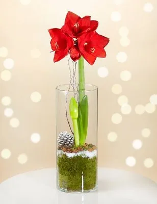 (image for) Holiday Amaryllis