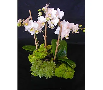 beautiful mini-Phalaenopsis Orchids - Click Image to Close