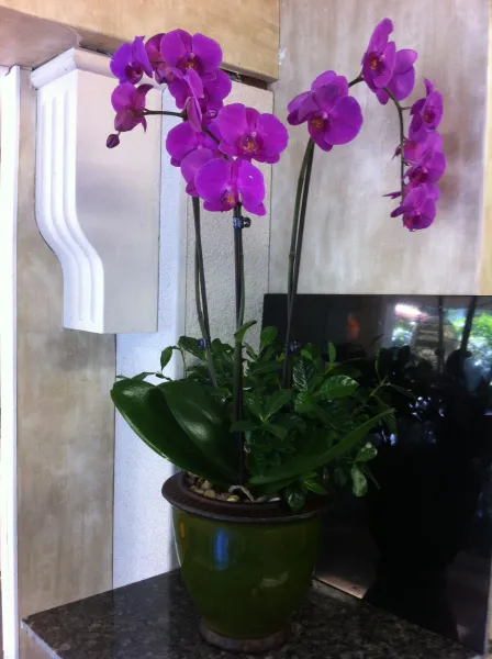 Double Stem Dark Purple Orchid Planter - Click Image to Close