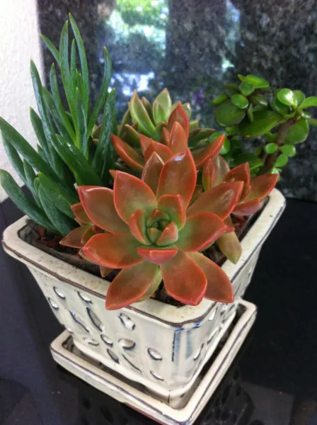 Succulent Intentions Planter - Click Image to Close