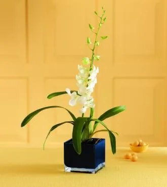 Irresistible Orchid Plant - Click Image to Close