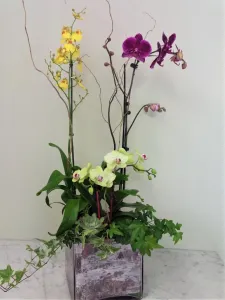 Lovely Orchid Garden