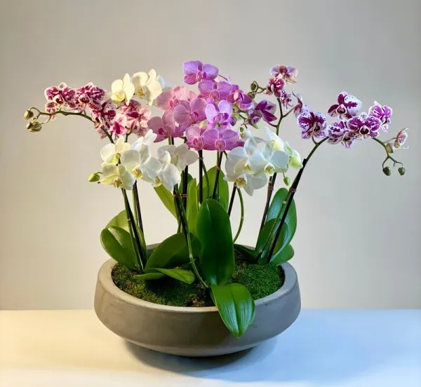 Mini Orchids Garden - Click Image to Close