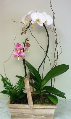 Watch Over Me Orchid Planter