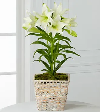 Easter Lily Plant - Click Image to Close