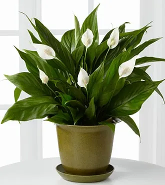The Down to Earth Peace Lily Plant - Click Image to Close