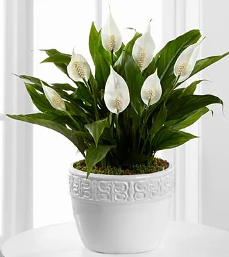 Calming Grace Peace Lily - Click Image to Close