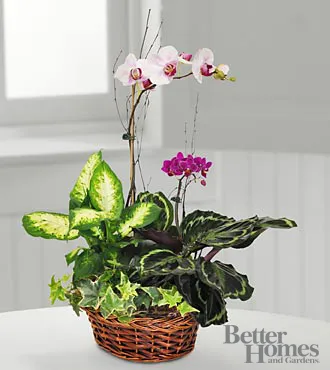 Inspirations orchid Dish Garden arrangement - Click Image to Close