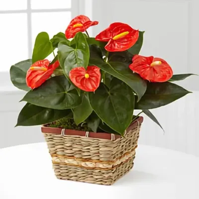 (image for) Autumn Radiance Anthurium Plant