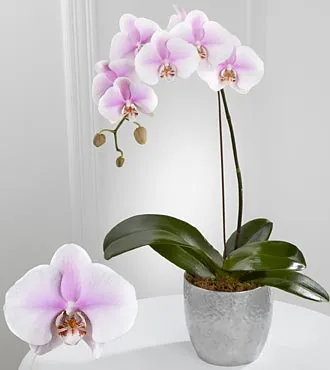 Truth's Beauty Phalaenopsis Orchid - Click Image to Close