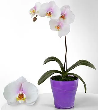 True Inspirations Phalaenopsis Orchid - Click Image to Close