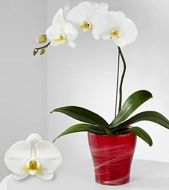 Vivid Insights Phalaenopsis Orchid - Click Image to Close
