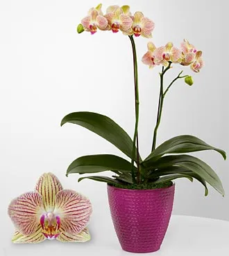 Hopeful Tomorrows Phalaenopsis Orchid - Click Image to Close