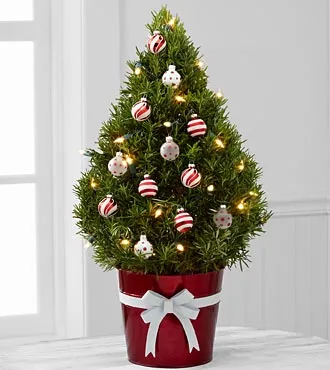 Light Of Love Rosemary Christmas Tree - Click Image to Close
