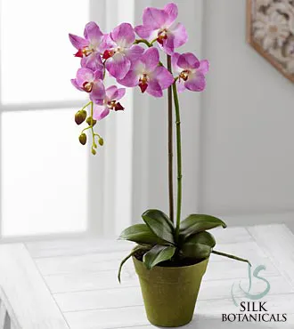 Purple Phalaenopsis Orchid Plant - Click Image to Close