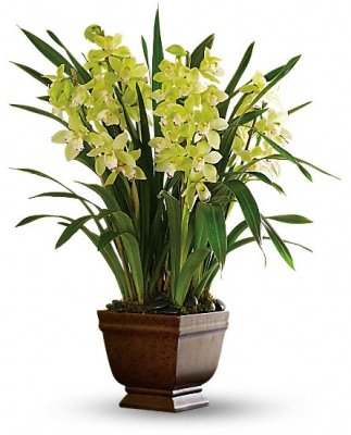 Splendid Orchid