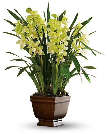 Splendid Orchid - Click Image to Close