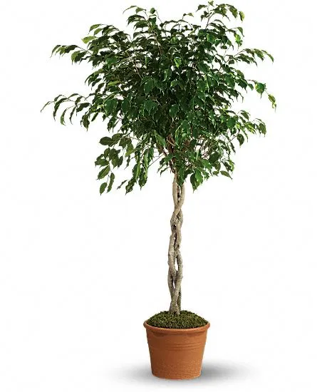 Towering Ficus Plants - Click Image to Close