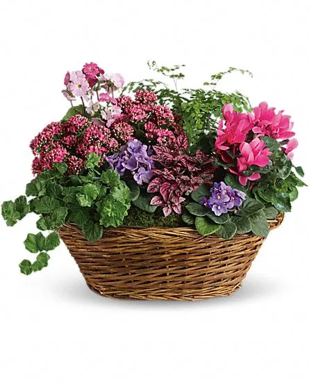 Simply Chic Mixed Plant Basket - Click Image to Close