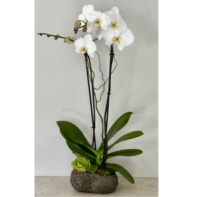 Orchid Volcanic Planter