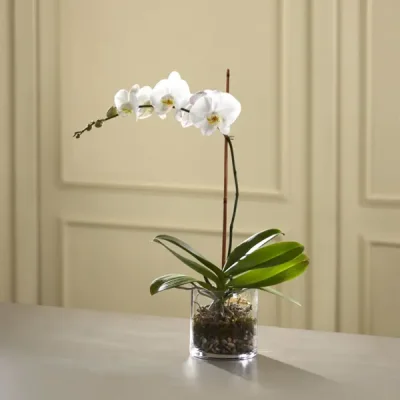 White Orchid in Clear Cylinder Vase