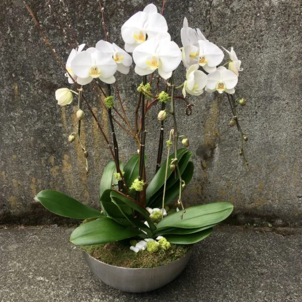 Beautiful Phalaenopsis Orchids Trio Planter - Click Image to Close