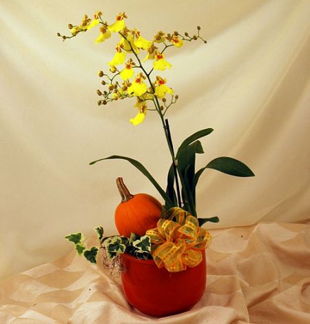 Autumn Orchid - $119.99 - Royal Fleur Florist - Larkspur, CA 94939