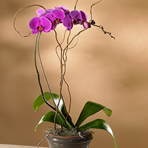 Purple Phalaenopsis Orchid - Click Image to Close