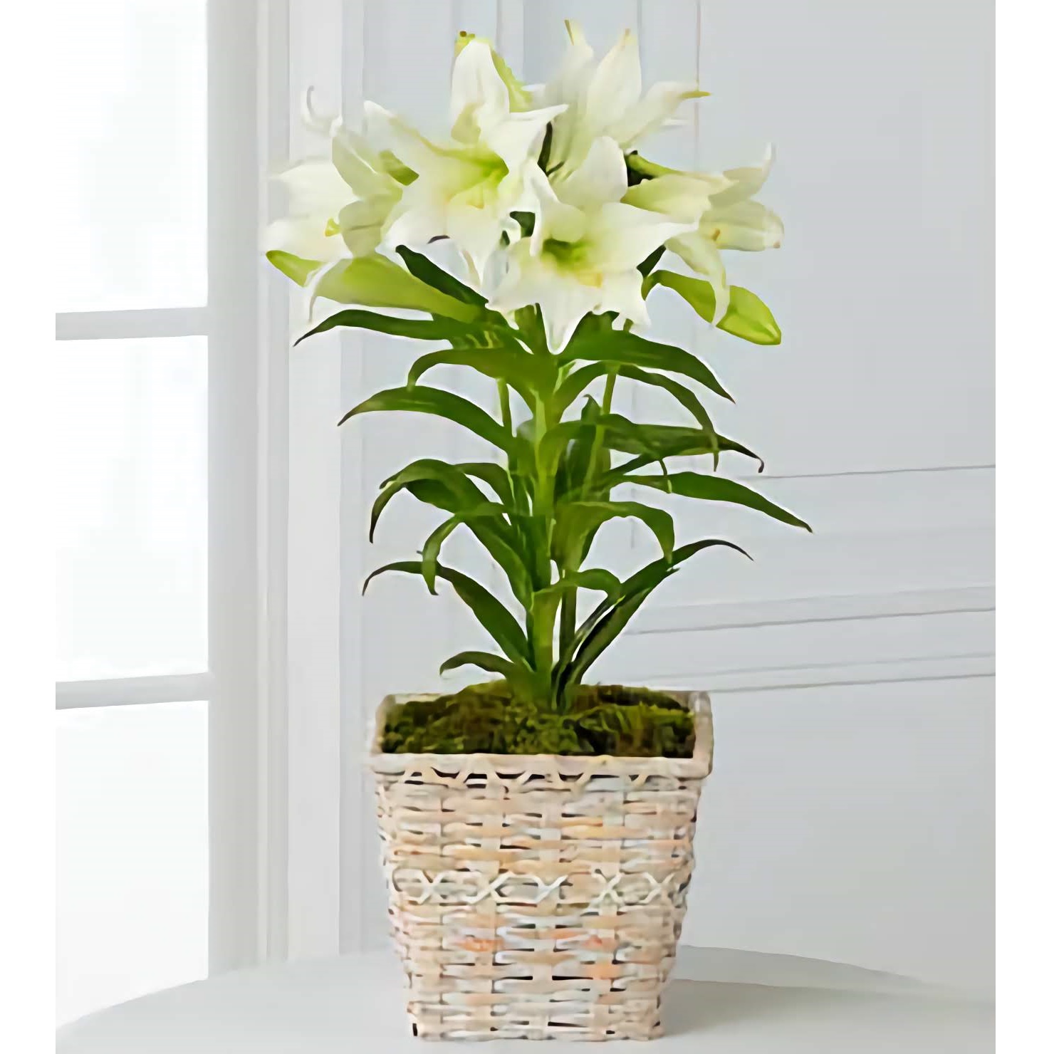 Easter Lily Plant