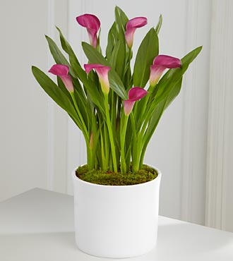Exquisite Grace Calla Lily Plant 6,5" - Click Image to Close