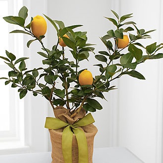 Citrus Sightings Lemon Tree