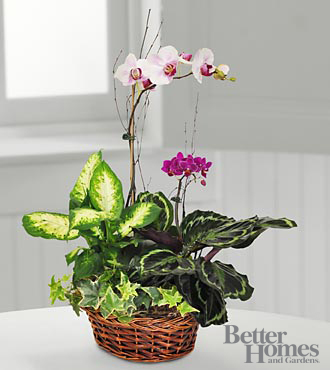 Inspirations orchid Dish Garden arrangement