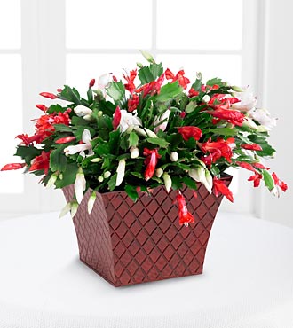 Peppermint Perfection Christmas Cactus - Click Image to Close
