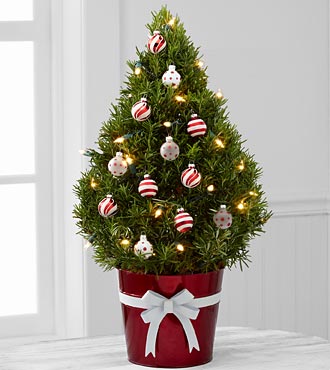 Light Of Love Rosemary Christmas Tree