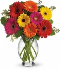 The Gerbera Brights Bouquet - Click Image to Close